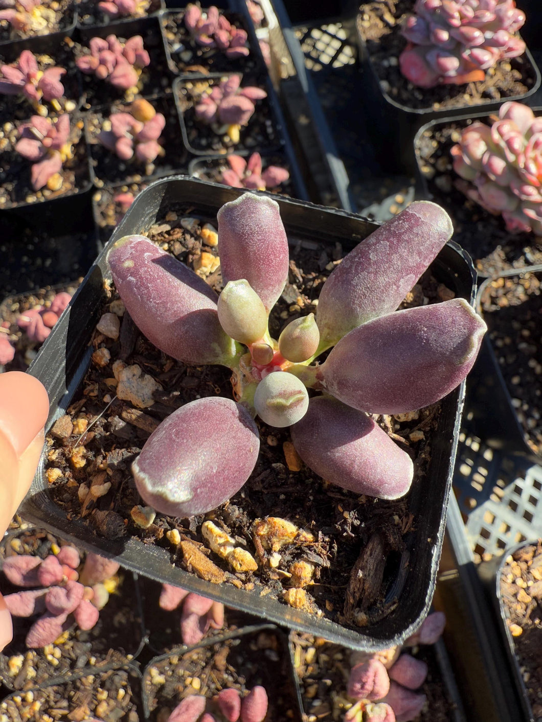 Adromischus cooperi Geisha Rare Succulent Live Plant Live Succulent Cactus