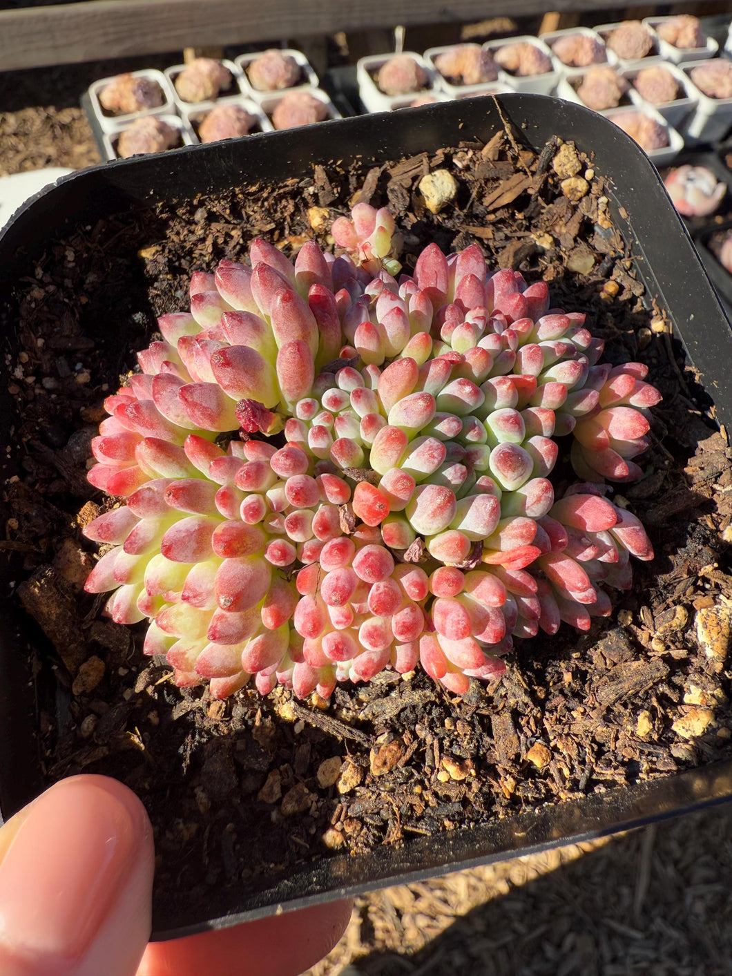 Echeveria firework Rare Succulent Live Plant Live Succulent Cactus