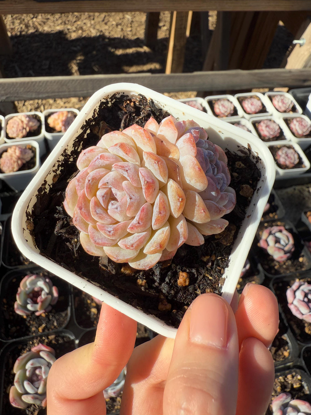 Echeveria snow beauty double head Rare Succulent Live Plant Live Succulent Cactus