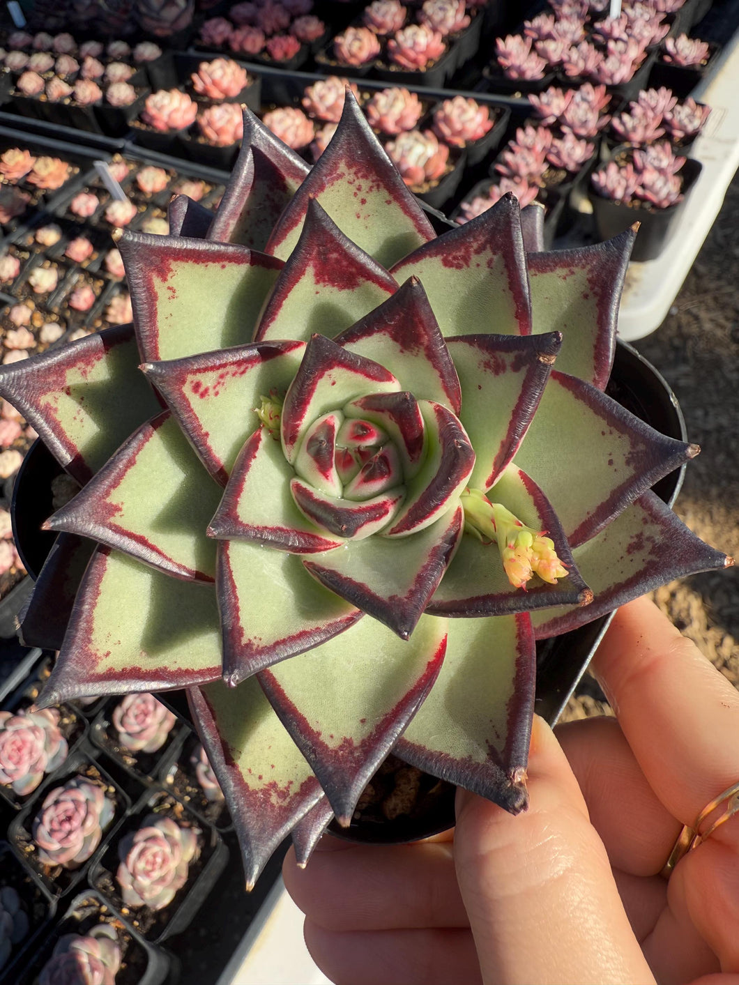 Echeveria agavoides Ebony Rare Succulent Live Plant Live Succulent Cactus