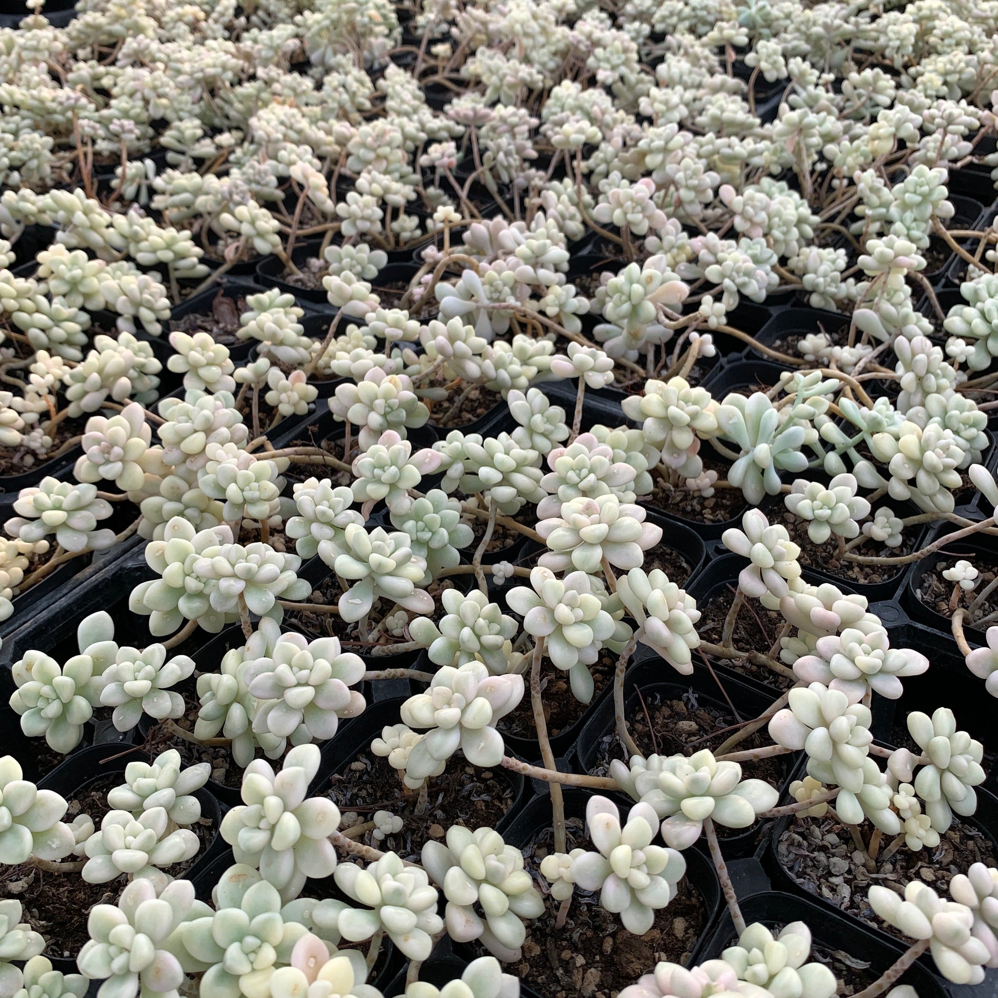 Graptopetalum Crassulaceae Rare Succulent- shops Korean Import