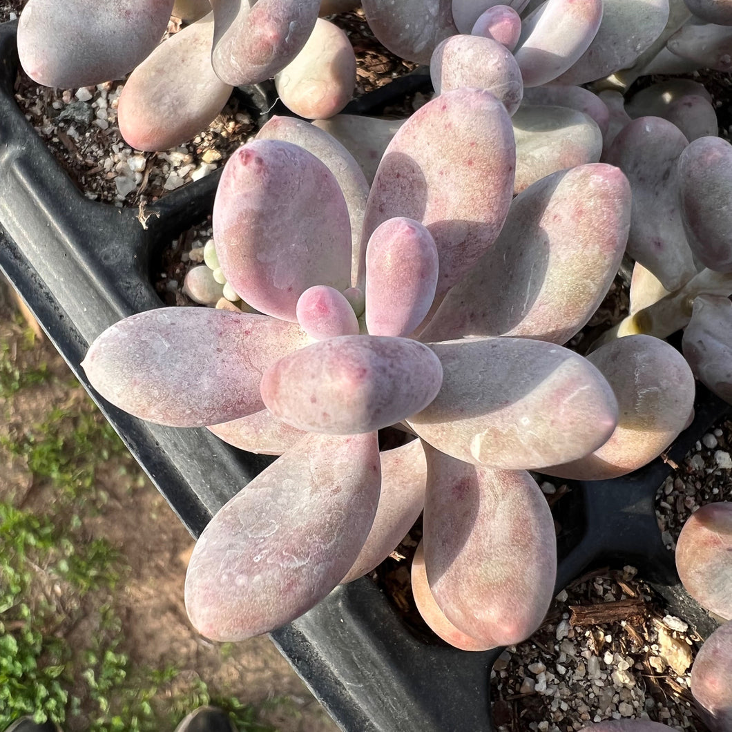 Pachyphytum cheese 奶酪 Rare Succulent Imported from Korea